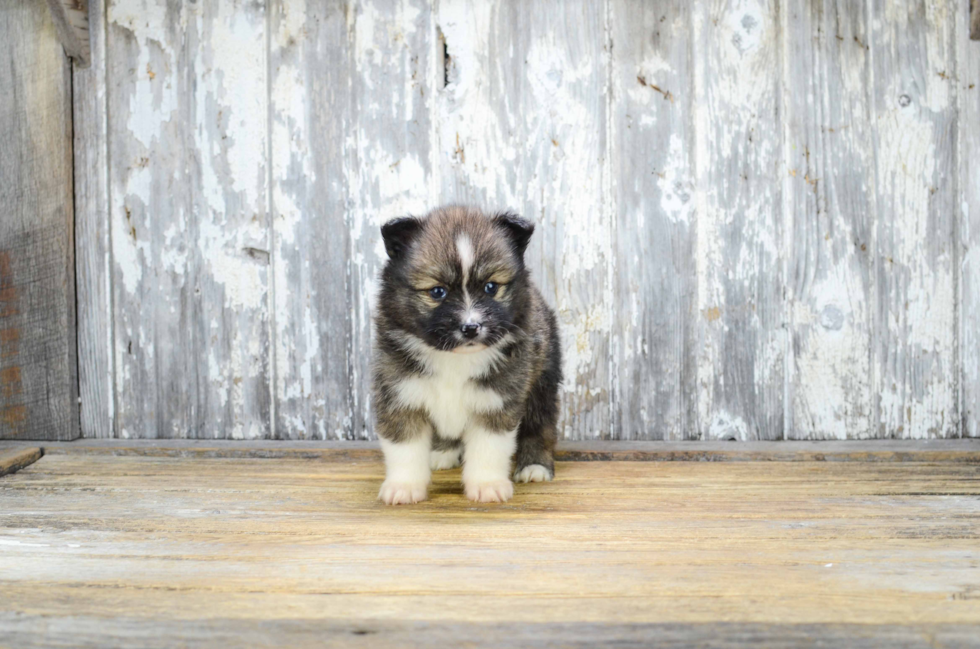 Happy Pomsky Baby