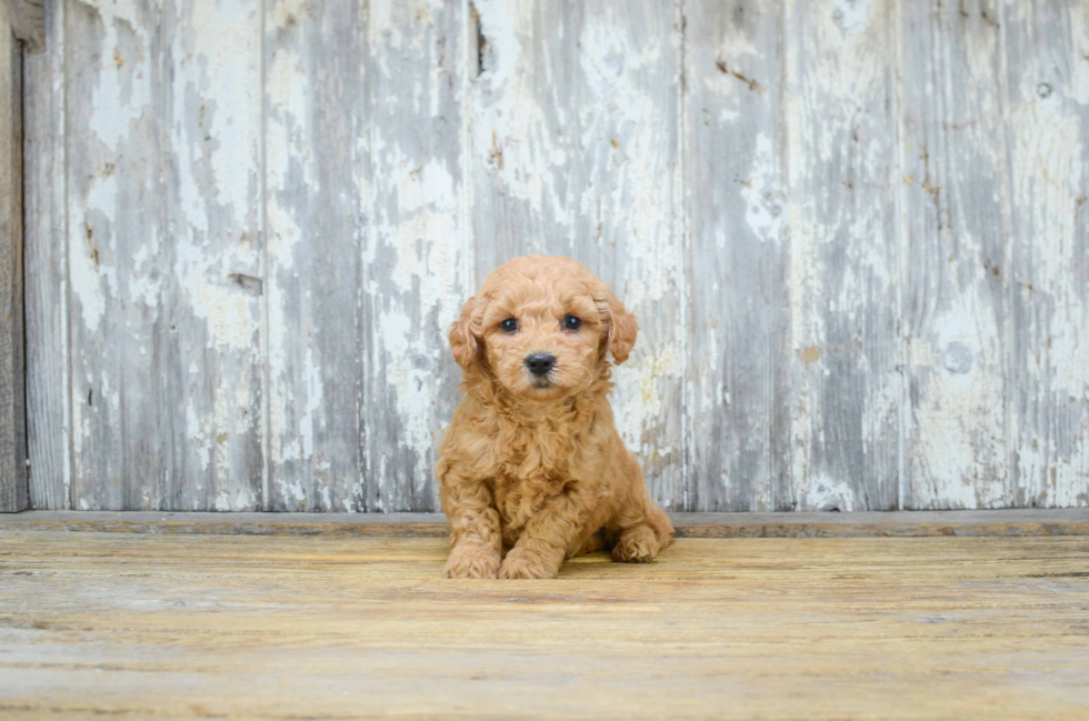 Fluffy Mini Goldendoodle Poodle Mix Pup