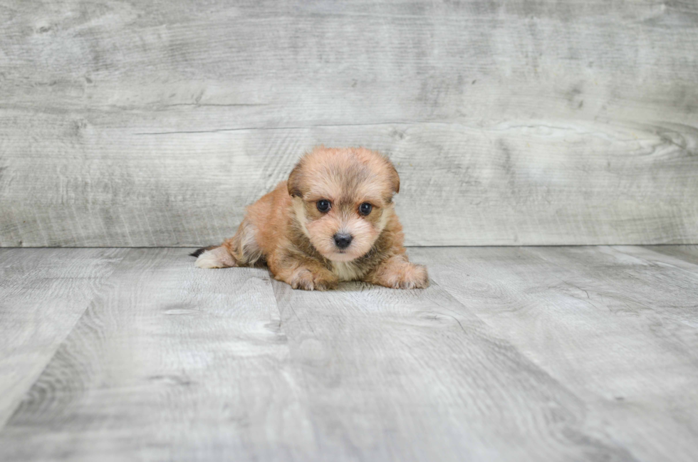 Morkie Pup Being Cute