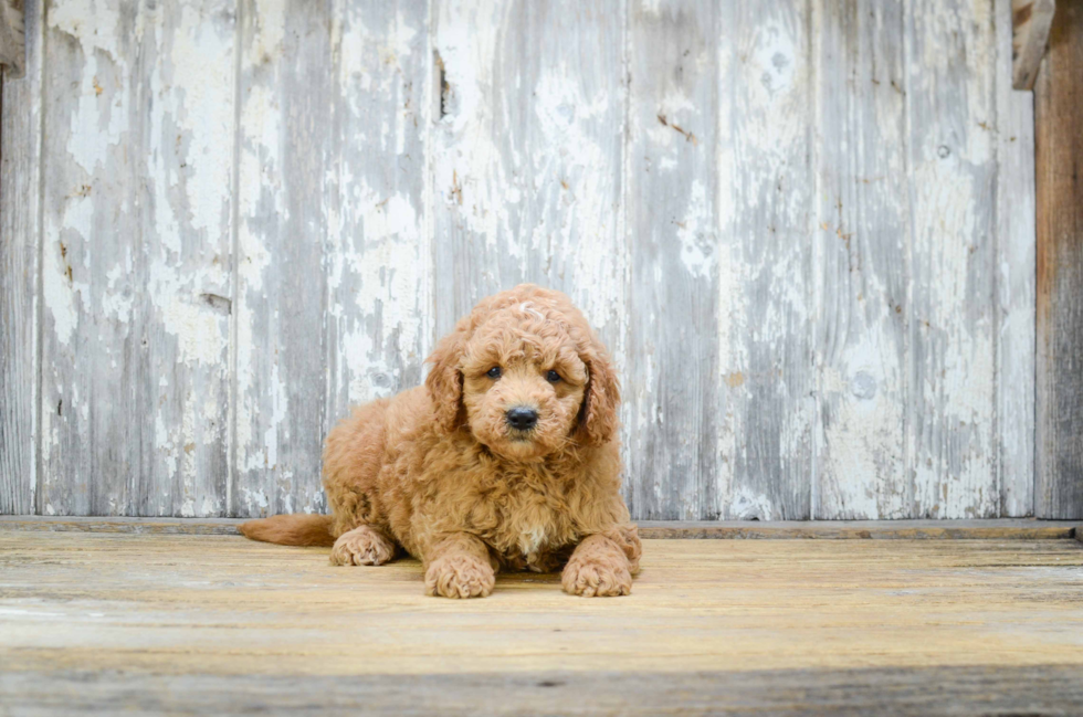 Best Mini Goldendoodle Baby