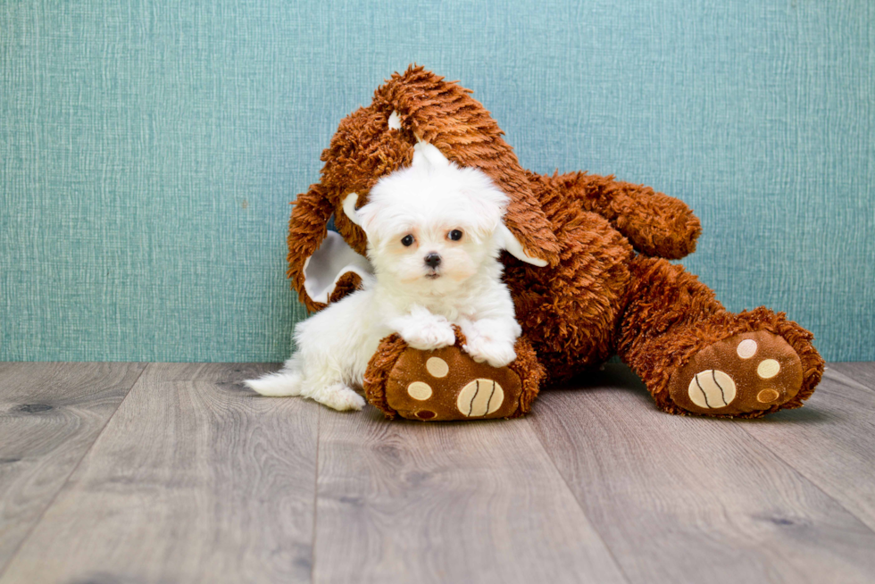 Popular Maltese Purebred Pup