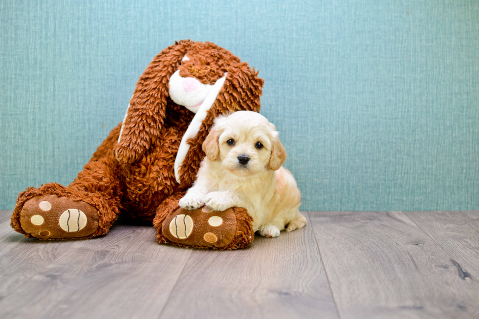 Best Cavachon Baby