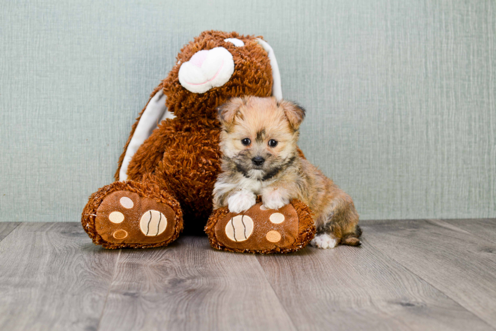 Adorable Yorkie Designer Puppy