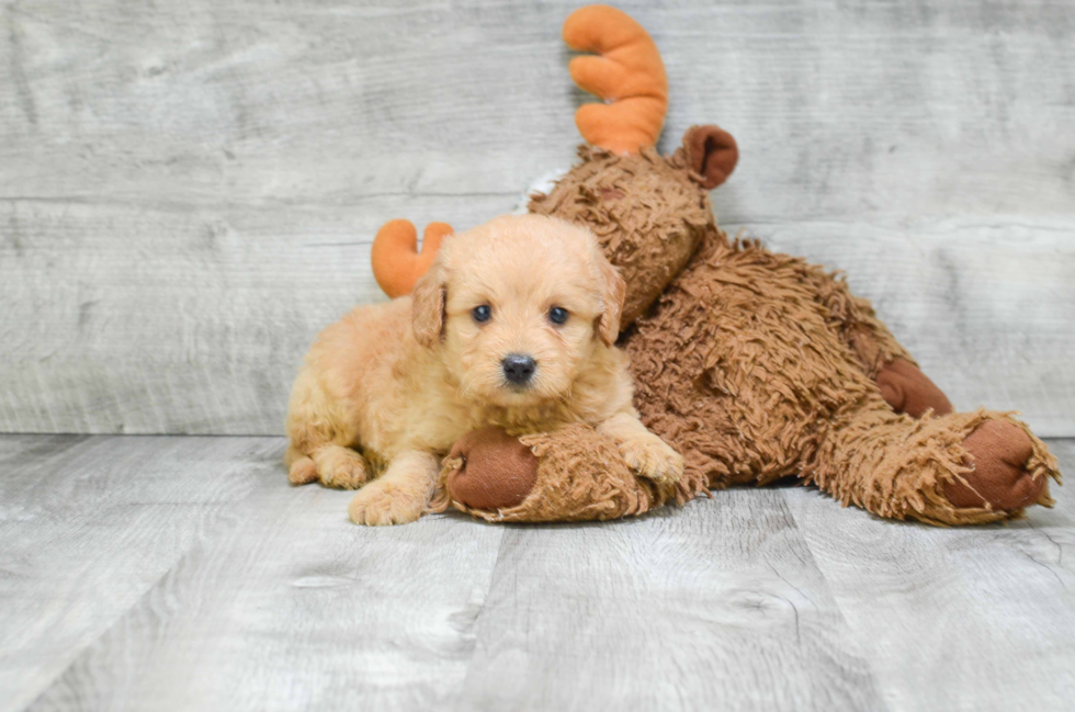 Hypoallergenic Golden Retriever Poodle Mix Puppy