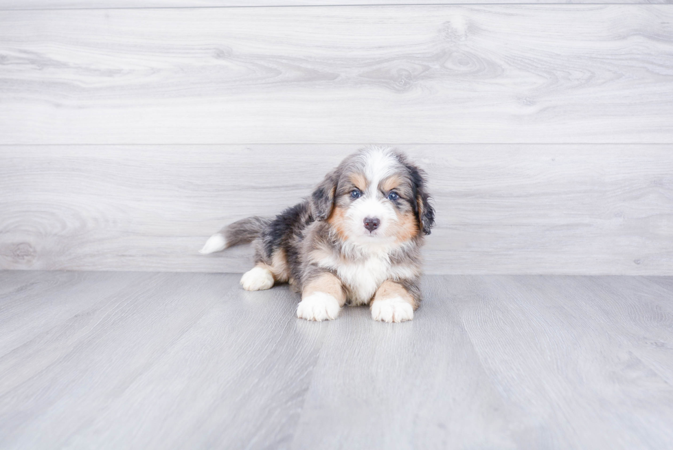 Smart Mini Bernedoodle Poodle Mix Pup