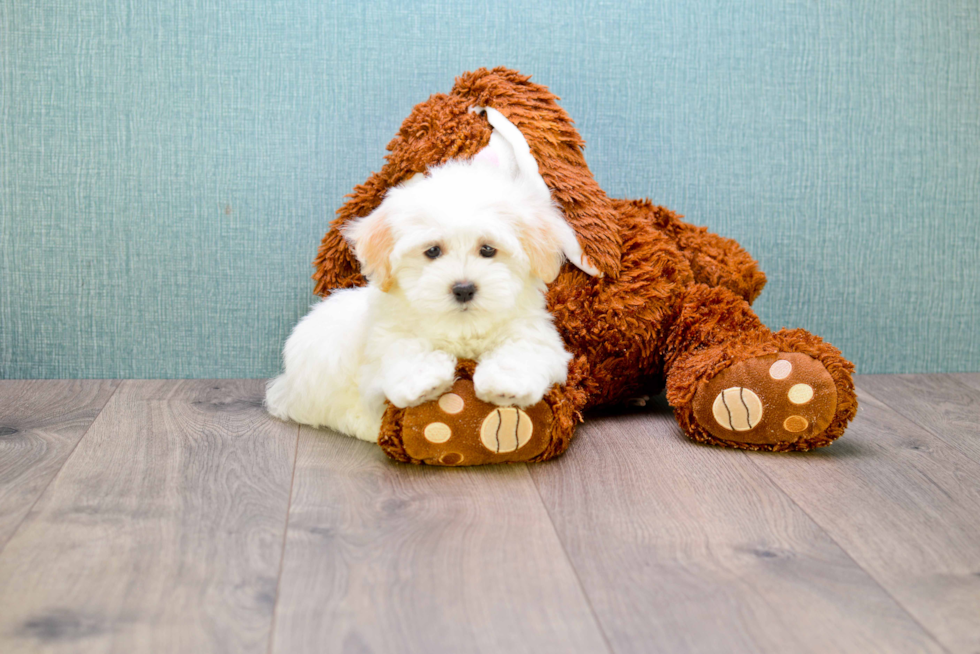 Maltipoo Pup Being Cute