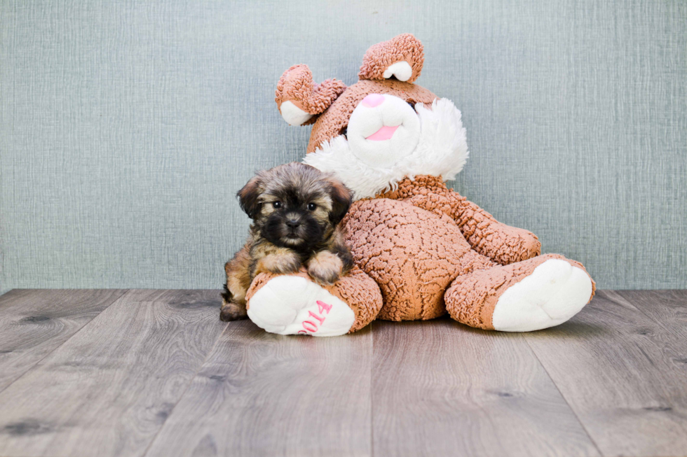 Teddy Bear Pup Being Cute