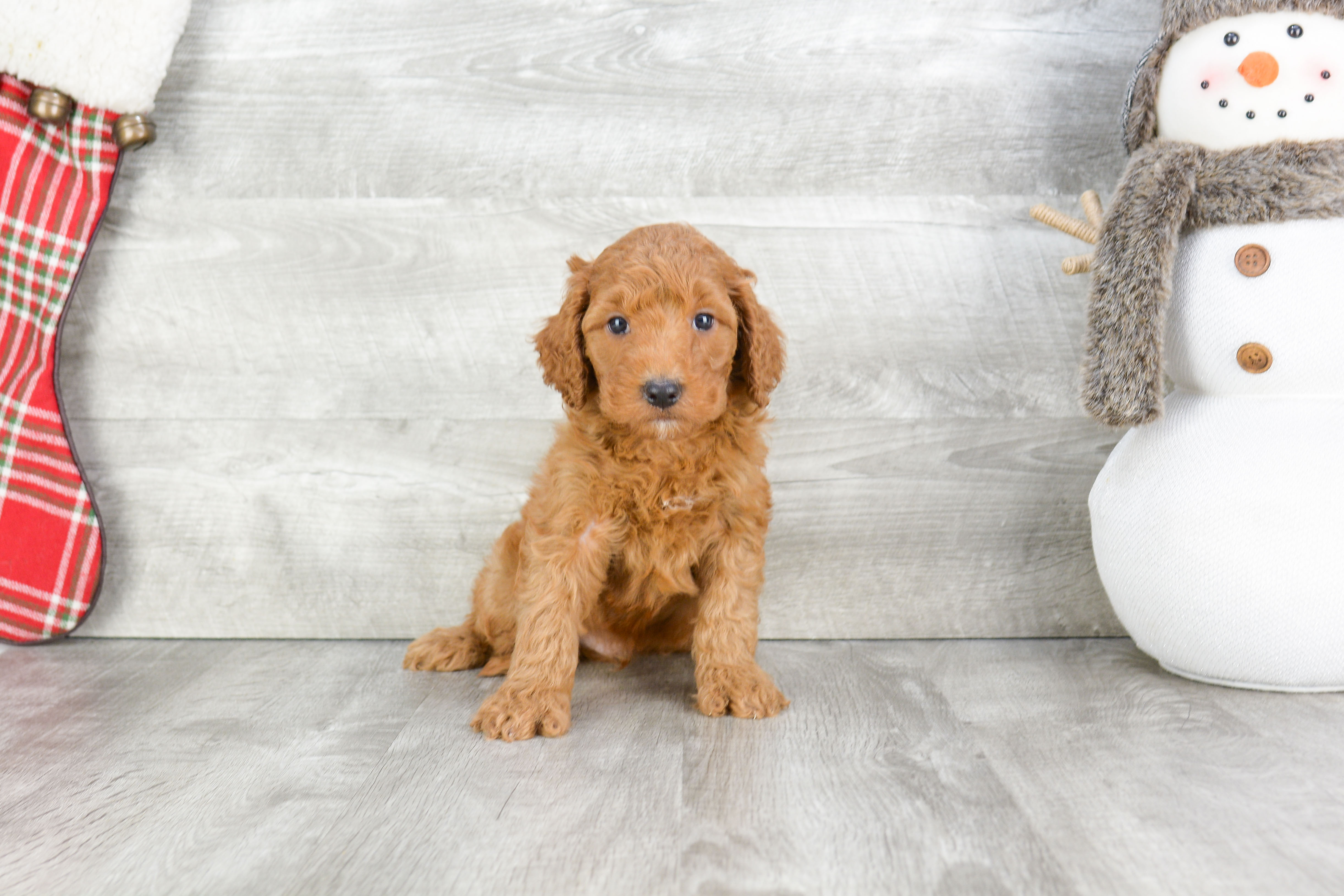 Sweet Mini Goldendoodle Baby