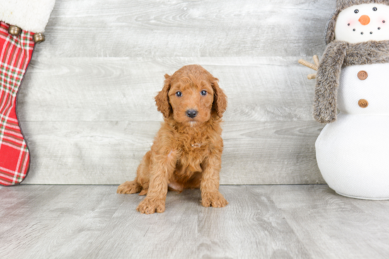 Sweet Mini Goldendoodle Baby