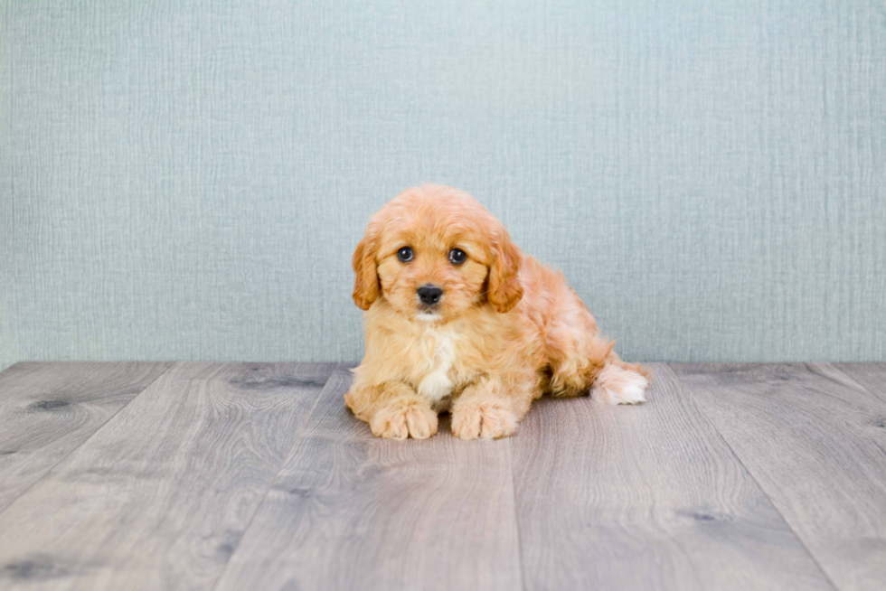 Friendly Cavapoo Baby