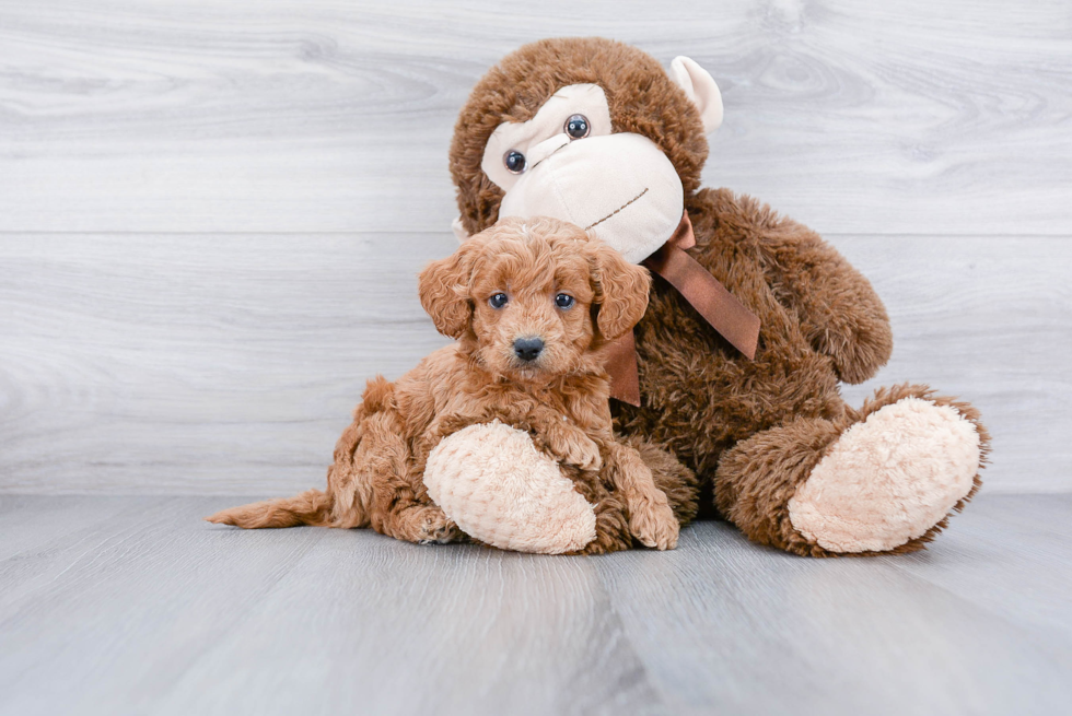 Mini Goldendoodle Puppy for Adoption