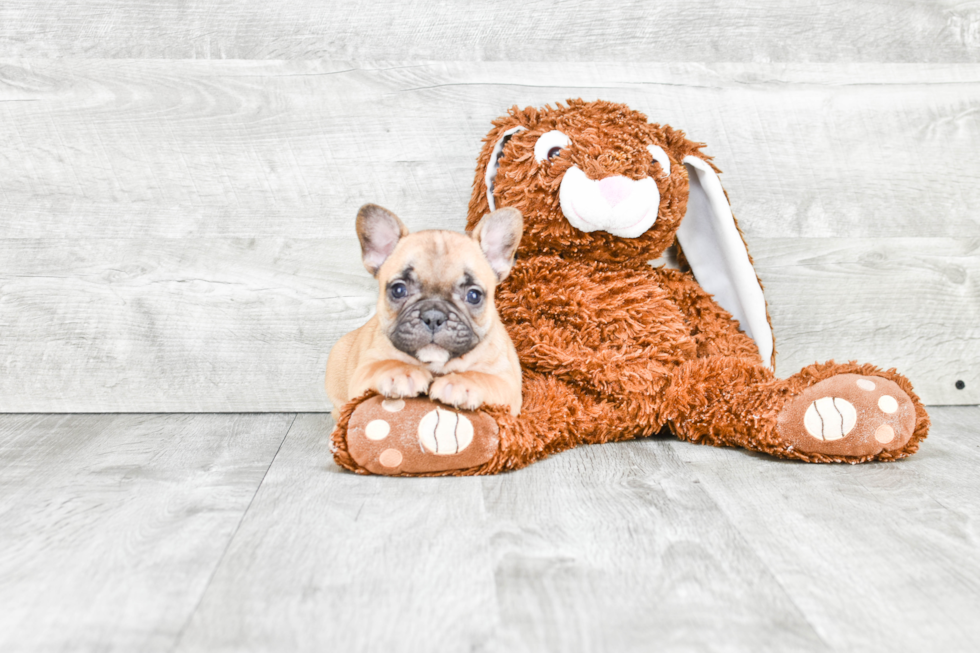 French Bulldog Pup Being Cute