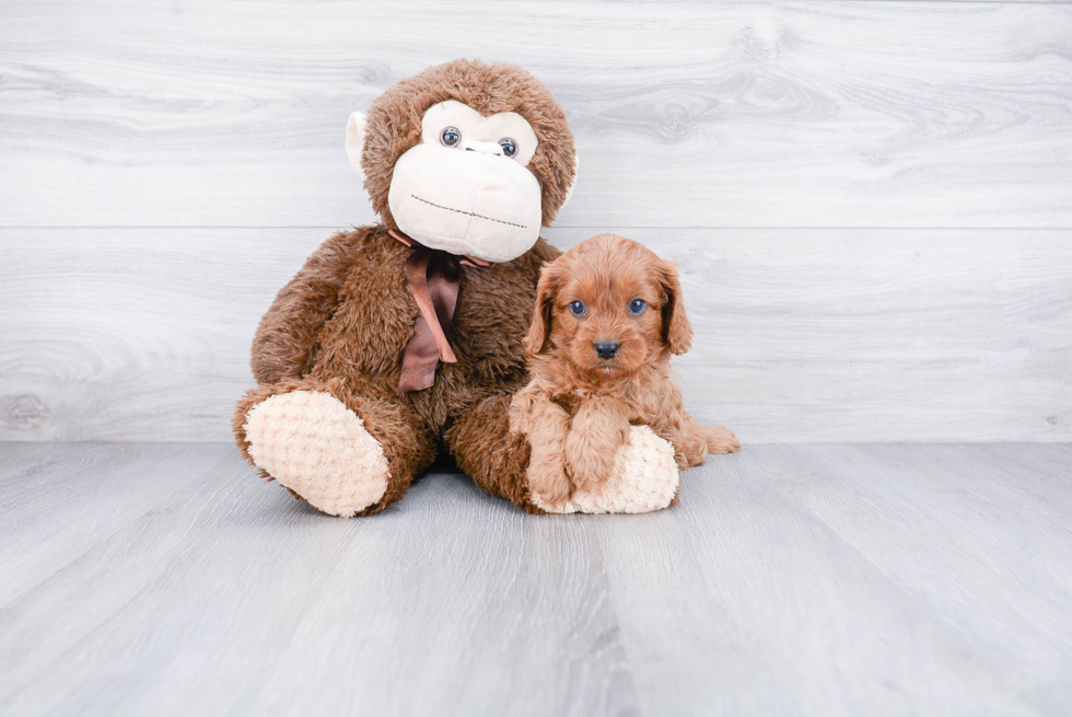 Friendly Cavapoo Baby