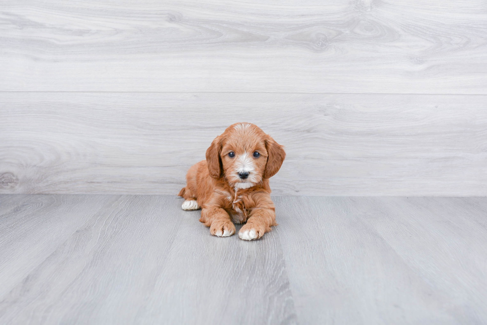 Mini Goldendoodle Pup Being Cute