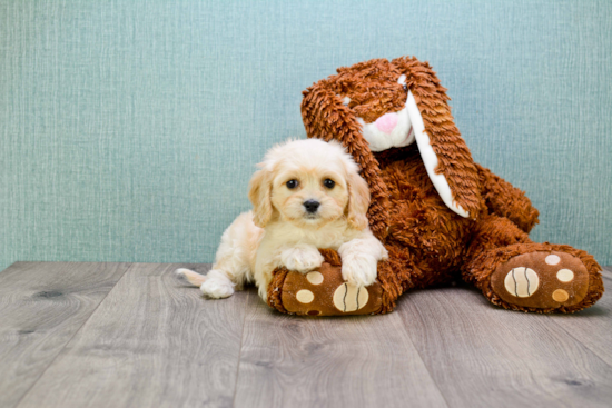 Best Cavachon Baby