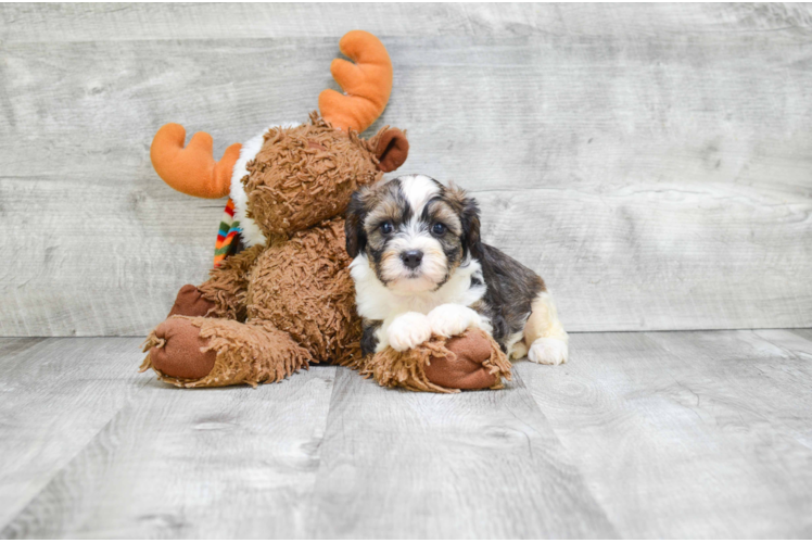 Best Cavapoo Baby