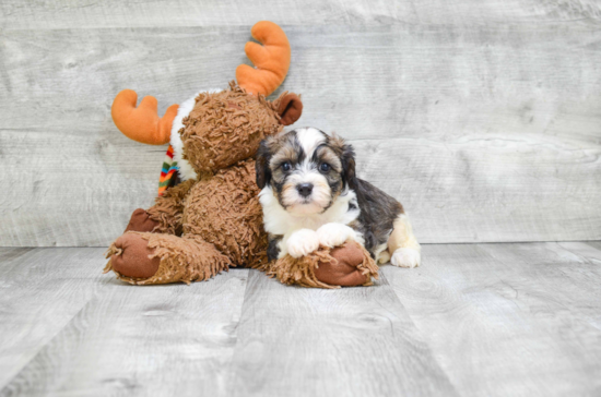 Best Cavapoo Baby