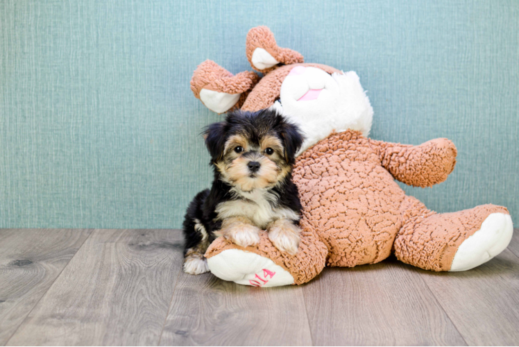 Morkie Pup Being Cute