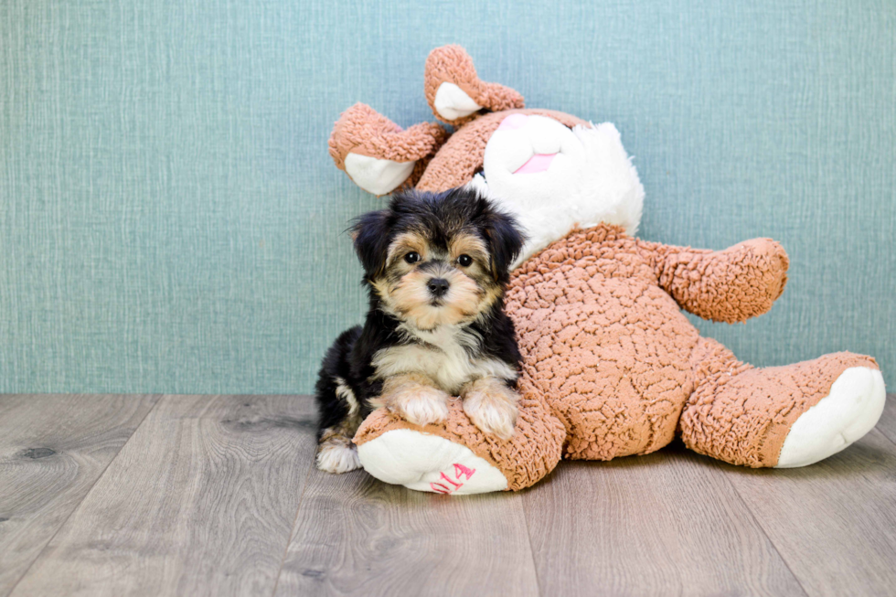 Morkie Pup Being Cute