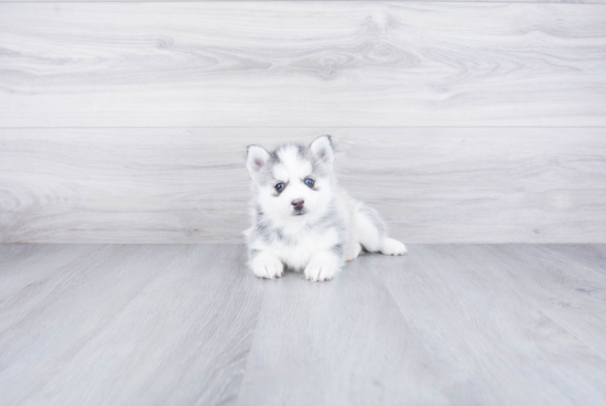 Pomsky Pup Being Cute