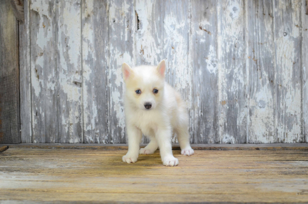 Cute Pomsky Baby