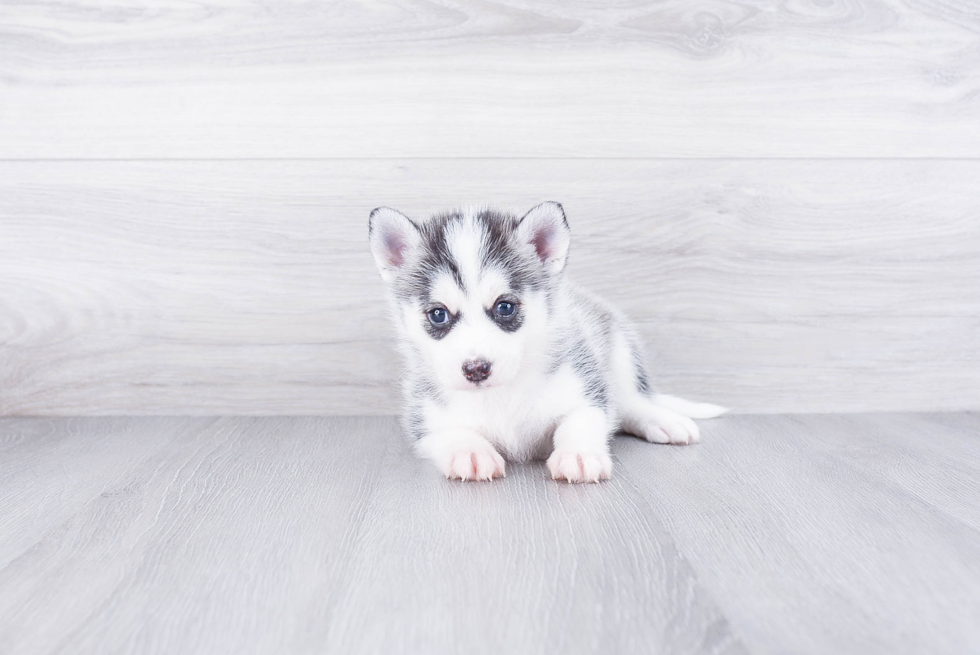 Happy Pomsky Baby