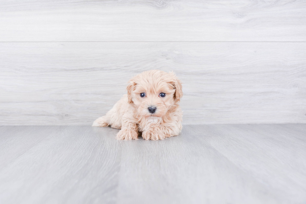 Best Maltipoo Baby