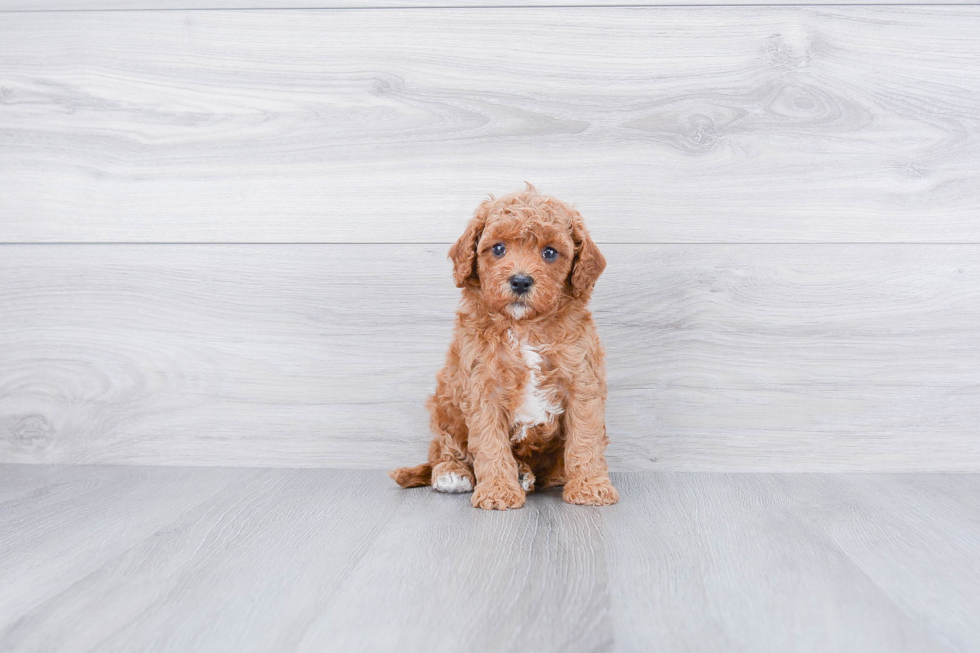 Cute Cavapoo Baby