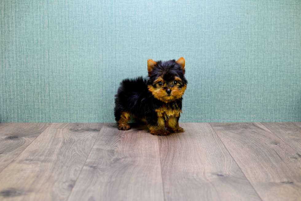 Meet Micro-Teacup-Victoria - our Yorkshire Terrier Puppy Photo 