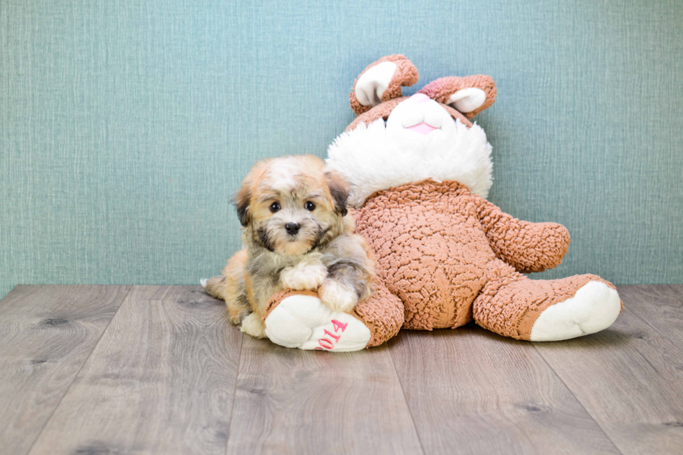 Havanese Puppy for Adoption