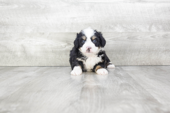 Best Mini Bernedoodle Baby