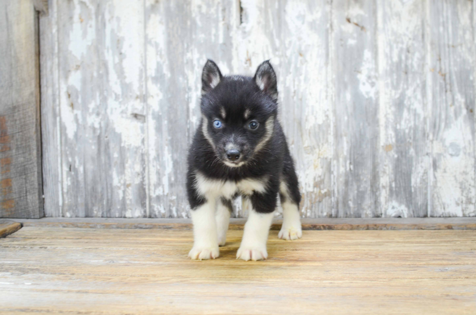 Sweet Pomsky Baby