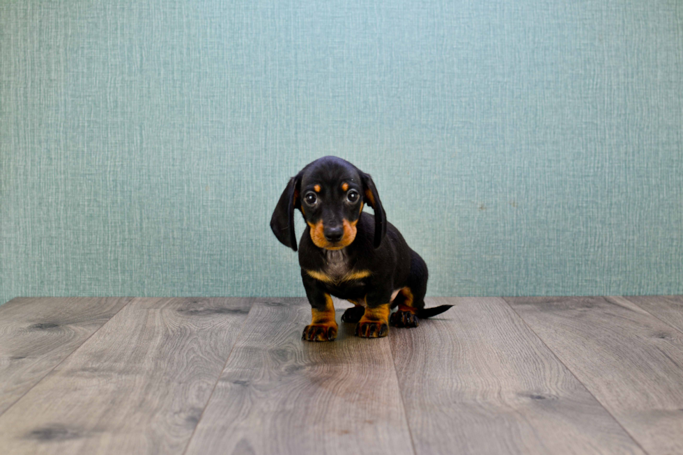 Cute Dachshund Baby