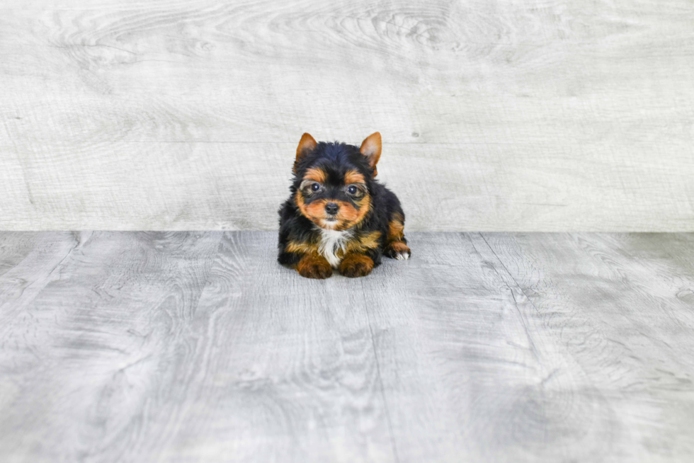 Meet Ronaldo - our Yorkshire Terrier Puppy Photo 