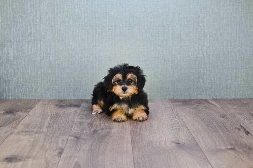 Yorkie Poo Puppy for Adoption