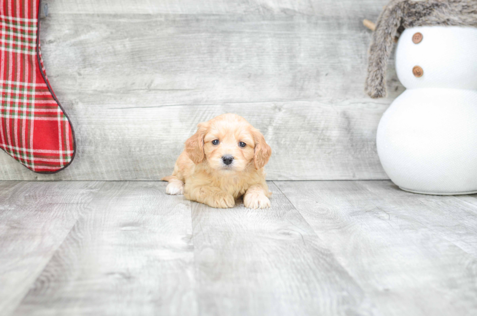 Playful Cavalier Designer Puppy