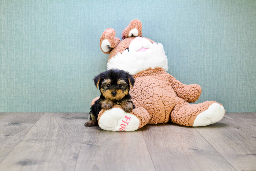 Meet Capone - our Yorkshire Terrier Puppy Photo 