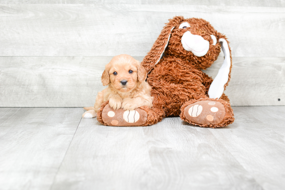 Cavapoo Pup Being Cute