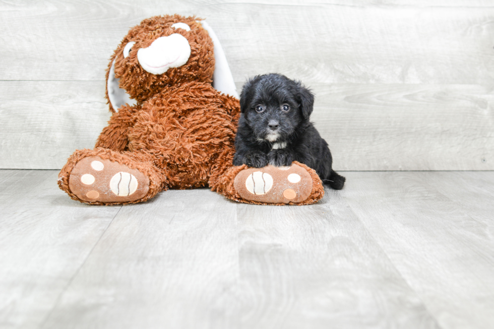 Friendly Mini Bernedoodle Baby