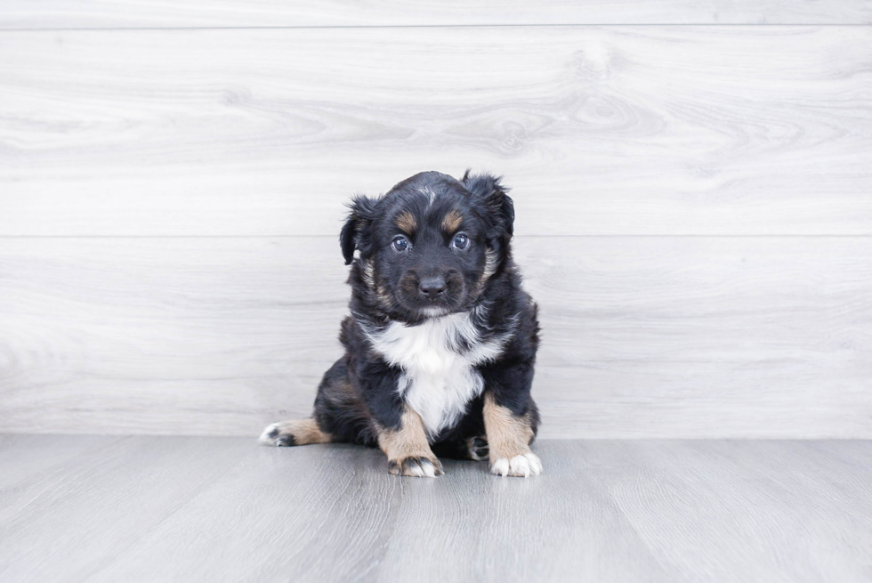 Little Aussiepoo Poodle Mix Puppy