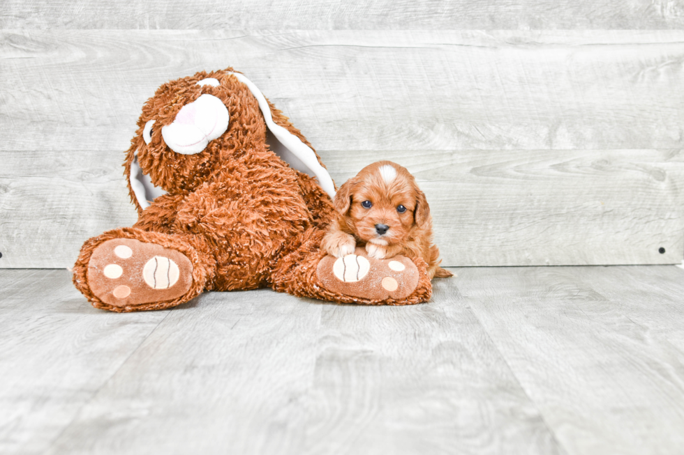 Adorable Cavoodle Poodle Mix Puppy