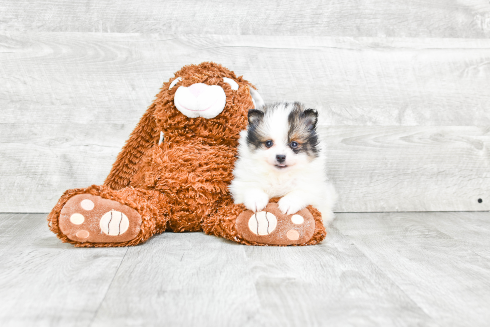 Petite Pomeranian Purebred Puppy