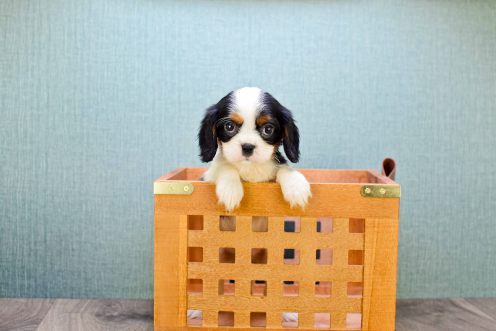 Cavalier King Charles Spaniel Pup Being Cute