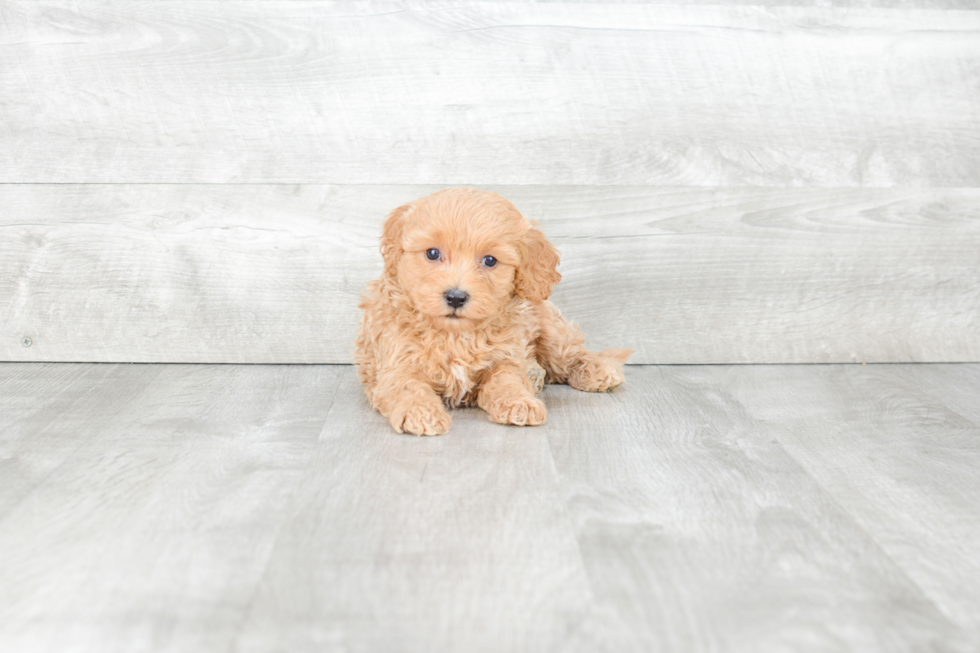 Cavapoo Puppy for Adoption