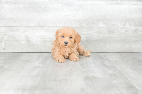 Cavapoo Puppy for Adoption