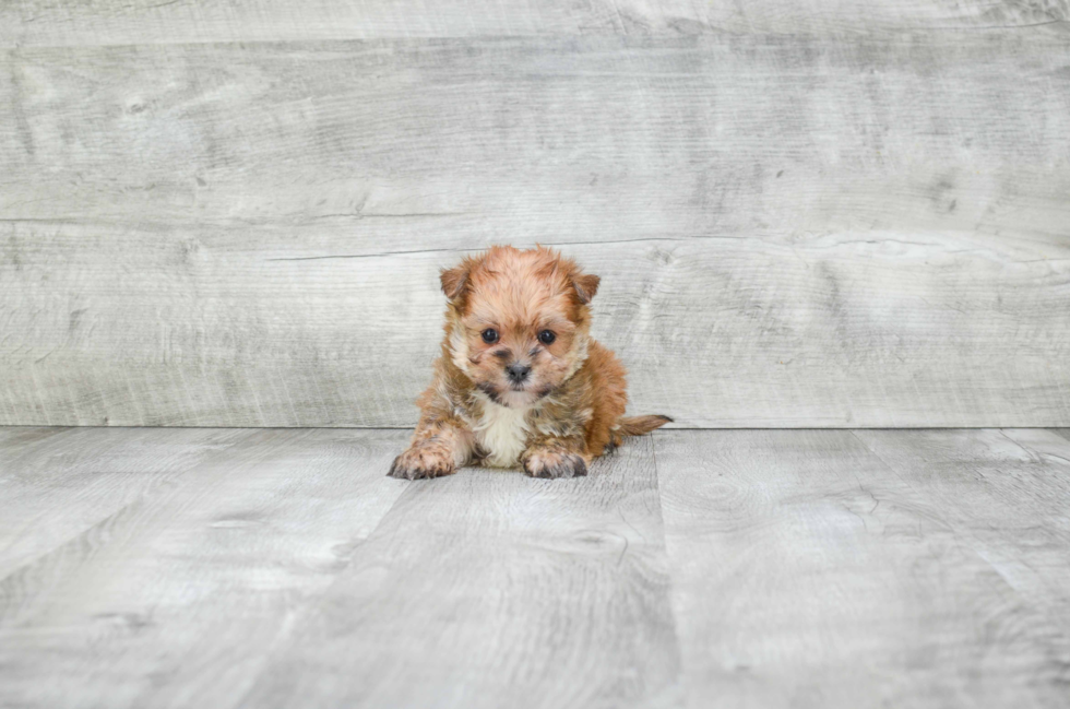 Adorable Yorkie Designer Puppy