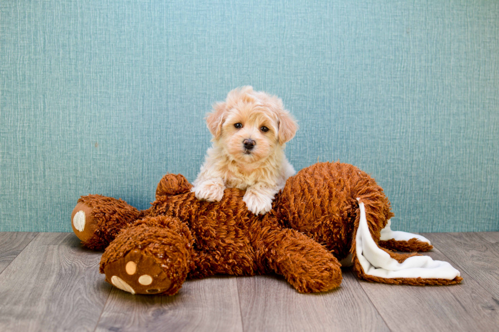 Sweet Maltipoo Baby