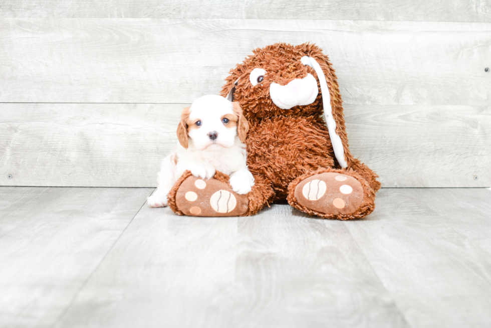 Cavalier King Charles Spaniel Puppy for Adoption