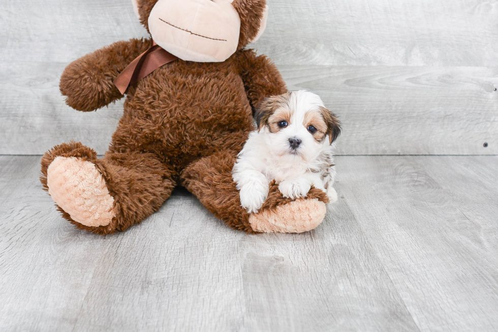 Morkie Puppy for Adoption