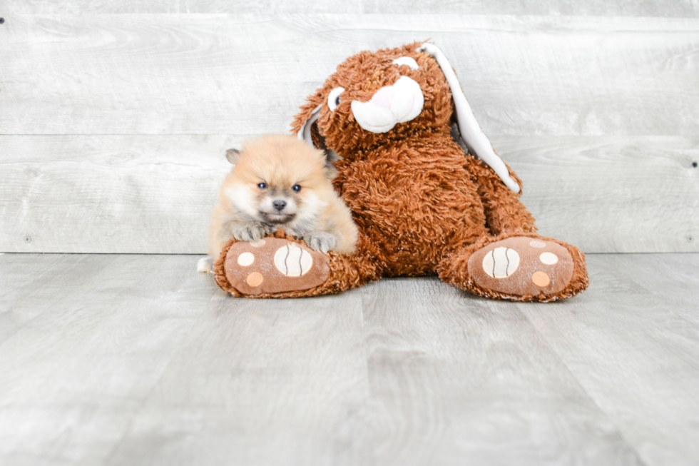 Akc Registered Pomeranian Baby
